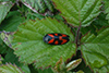 Cercopis sanguinolenta