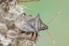 Pentatoma rufipes
