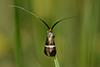 Adela australis