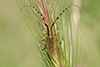Agapanthia dahli