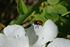 Cryptocephalus bipunctatus