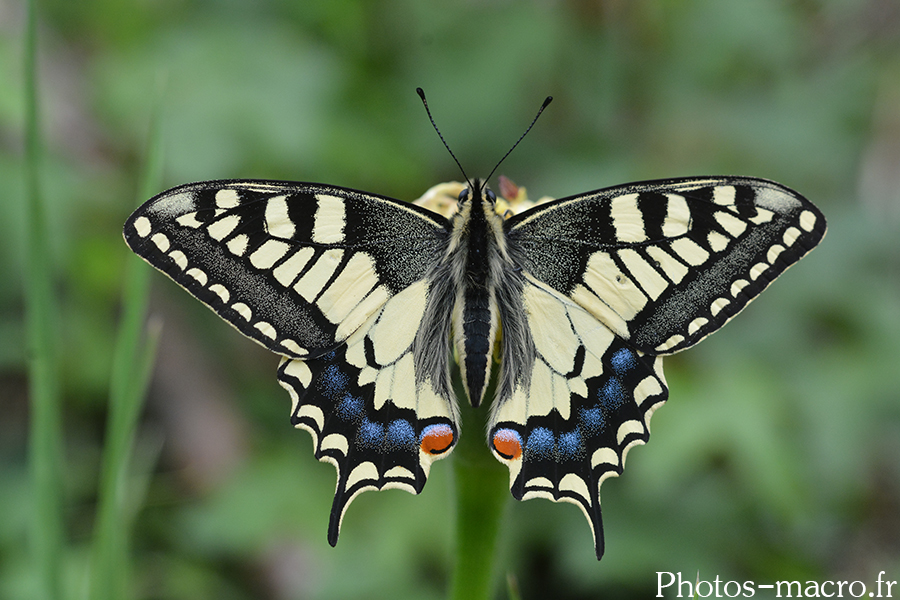 Le Machaon - Papilio machaon