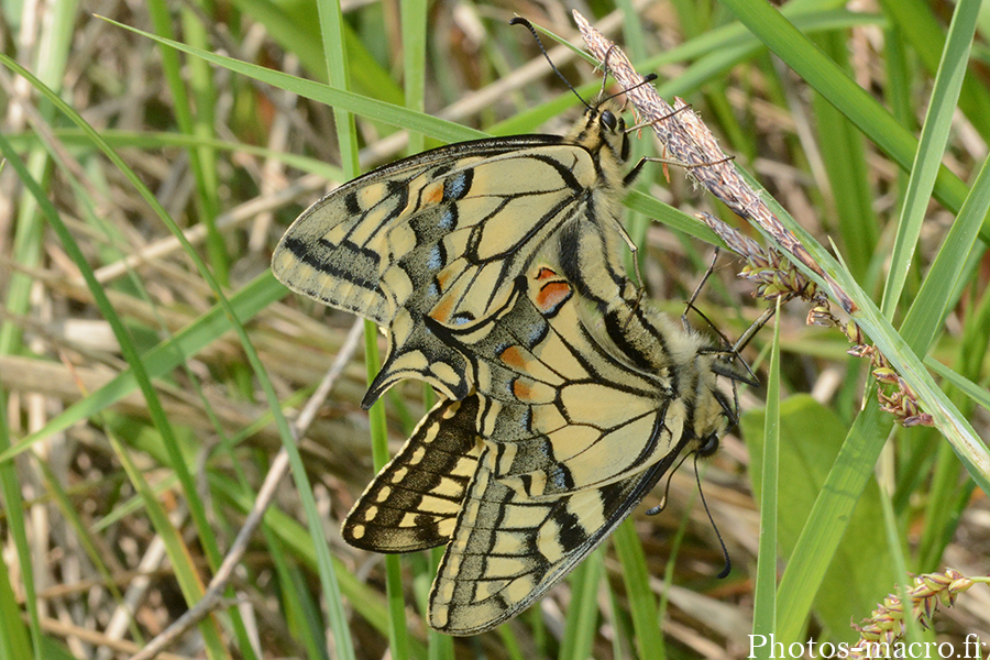 Le Machaon acc - Papilio machaon