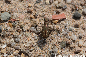 Calomera littoralis