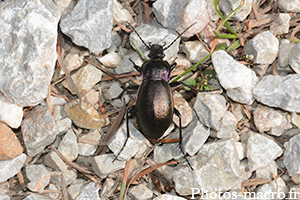 Carabus nemoralis