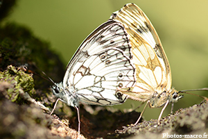 Un Couple de papillon Demi-deuil (F.nymphalidae)