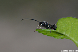 Coelichneumon deliratorius
<br />(F.Ichneumonidae)