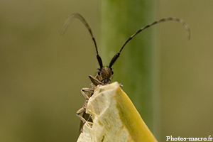 Une Agapanthe<br />(F.Cerambycidae)