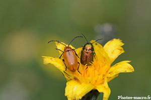 2 Chrysomèles cousines<br />(F.Chrysomelidae)