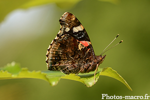 Un Papillon Vulcain de profil<br />(F.Nymphalidae)
