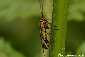 Une Mouche Scorpion<br />(F.Panorpidae)