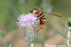 Une Milésie faux-frelon<br />(F.Syrphidae)