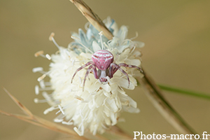 Une Thomise sur fleur d'oignon<br />(F.Thomisidae)