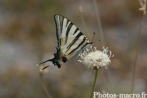 Flambé sur fleur d'oignon<br />(F.Papilionidae)
