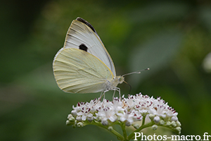 Une Piéride sur son ombelle de sureau<br />(F.Thomisidae)