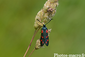Une Zygène accompagnée!<br />(F.Zygaenidae)