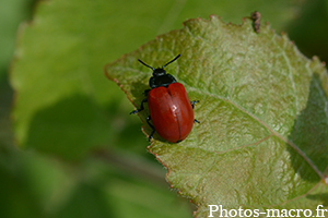 Une Chrysomèle du peuplier<br />(F.Chrysomelidae)