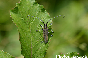 Une Agapanthe faisant la belle!<br />(F.Cerambycidae)
