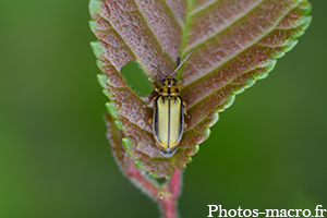 Une Galéruque de l'orme
<br />(F.Chrysomelidae)