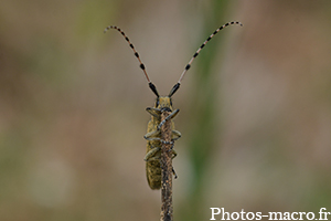 Une Agapanthe équilibriste<br />(F.Cerambycidae)