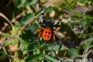 Une Érèse coccinelle mise en valeur<br />(F.Eresidae)