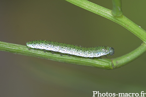 Anthocharis Cardamines