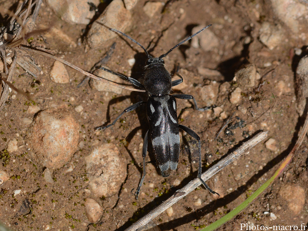 Chlorophorus figuratus