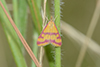 Pyrausta virginalis