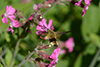 Hemaris fuciformis