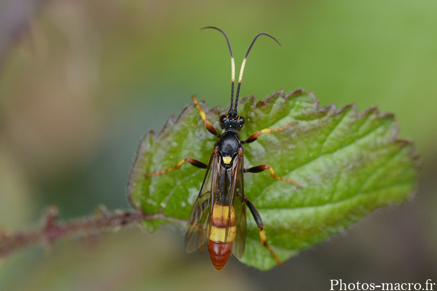 Diphyus crispatorius