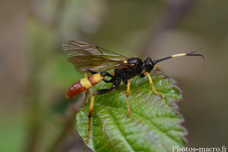 Diphyus crispatorius