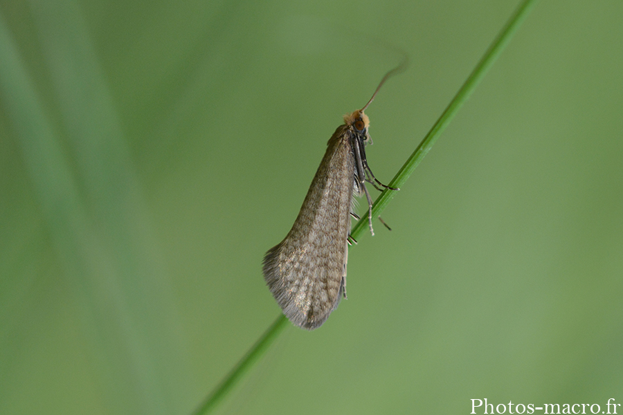 Nematopogon adansoniella