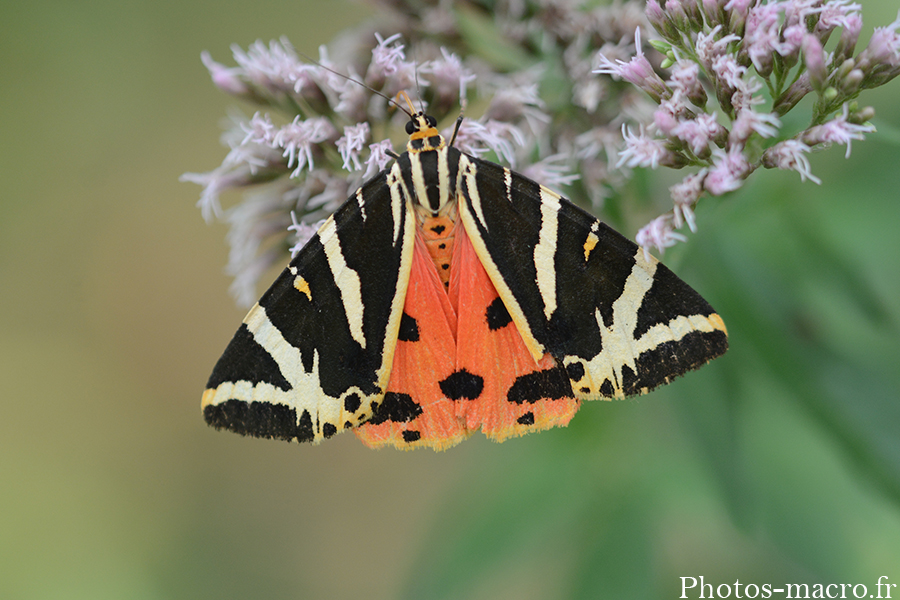 Euplagia quadripunctaria