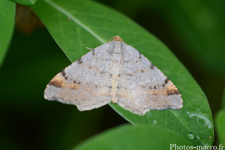 Macaria liturata