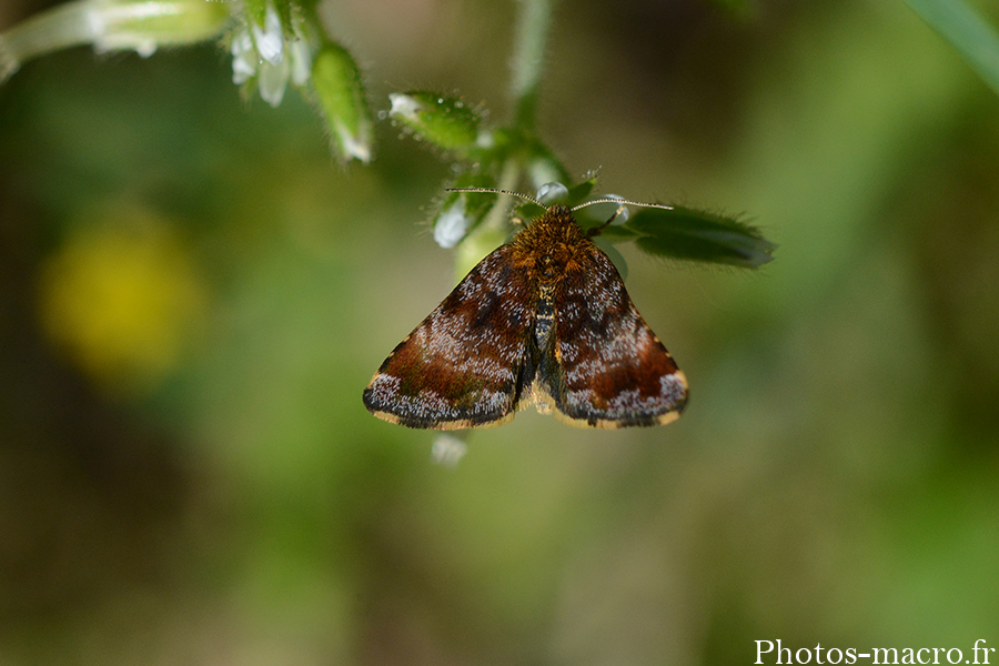 Panemeria tenebrata