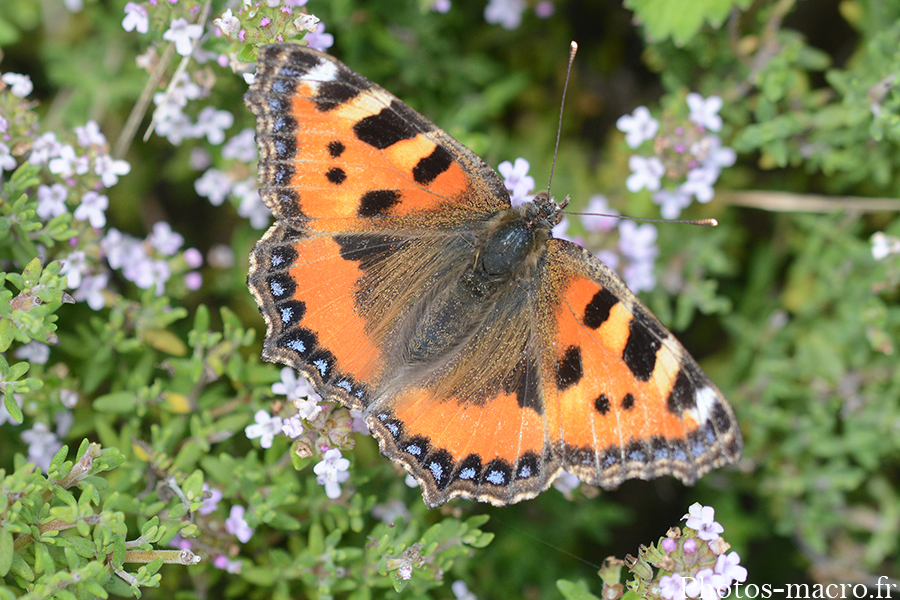 Aglais urticae