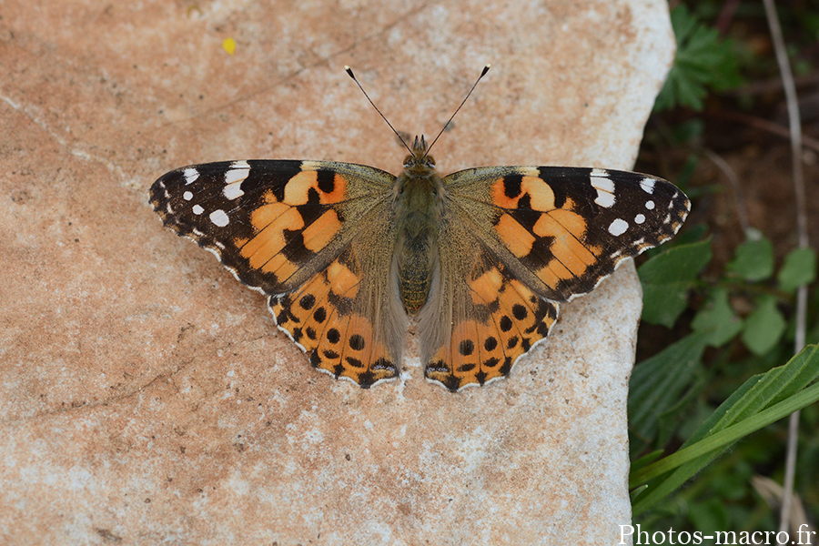 Vanessa cardui