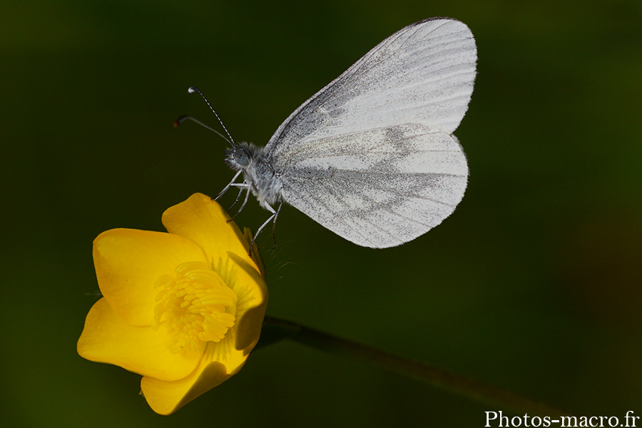 Leptidea sinapis