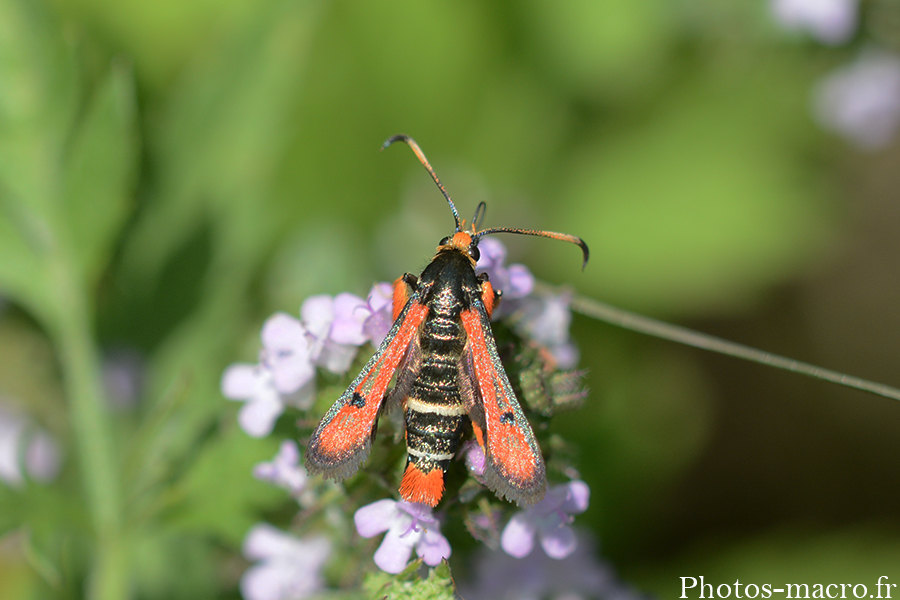 Pyropteron chrysidiformis