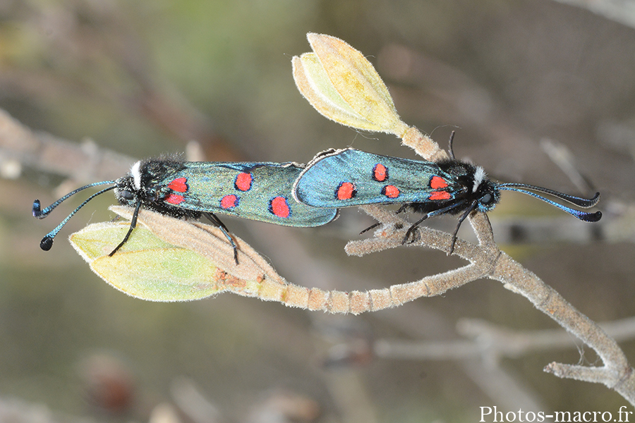 Zygaena lavandulae