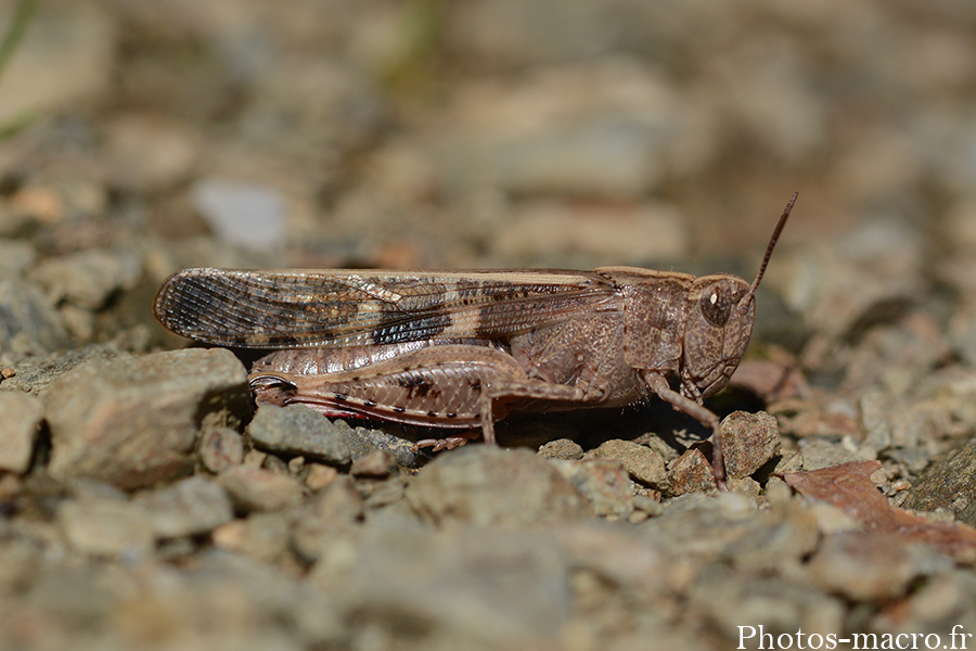 Aiolopus strepens