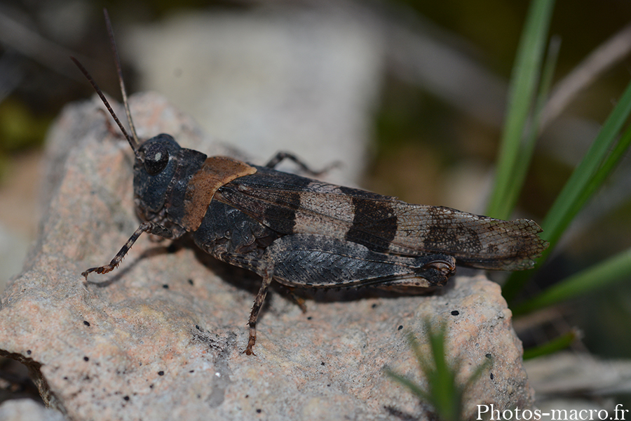 Oedipoda caerulescens