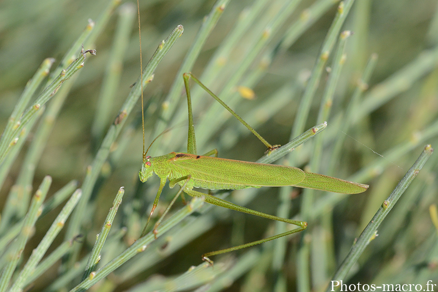 Phaneroptera falcata