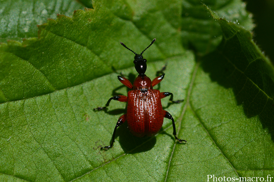 Apoderus coryli