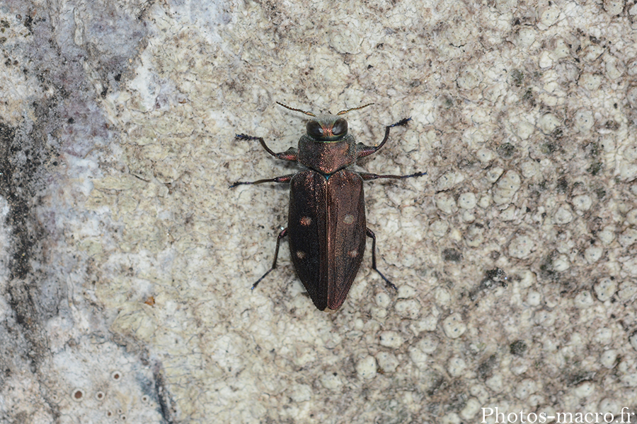 Chrysobothris affinis