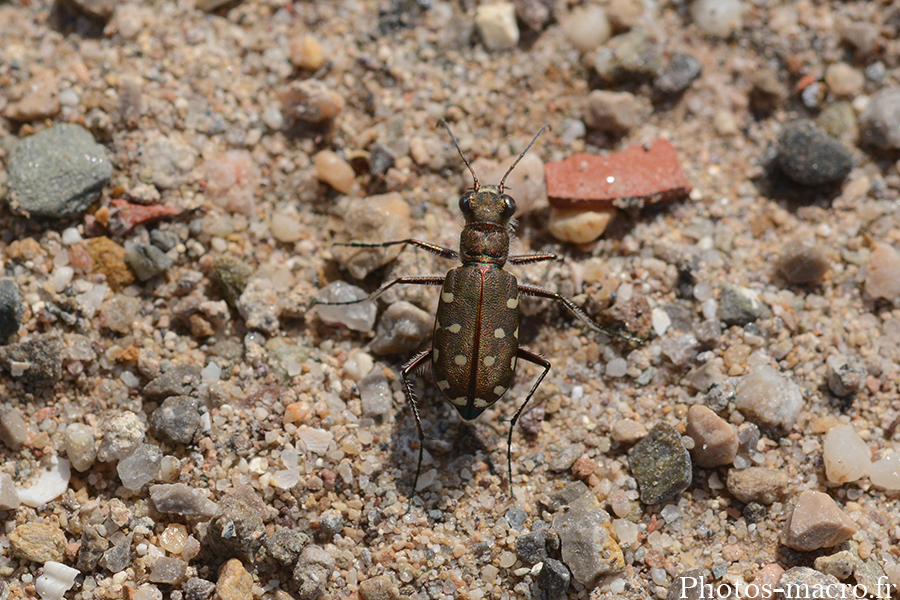 Calomera littoralis