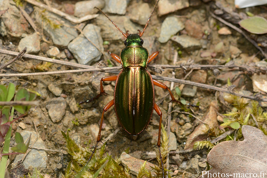 Carabus auratus