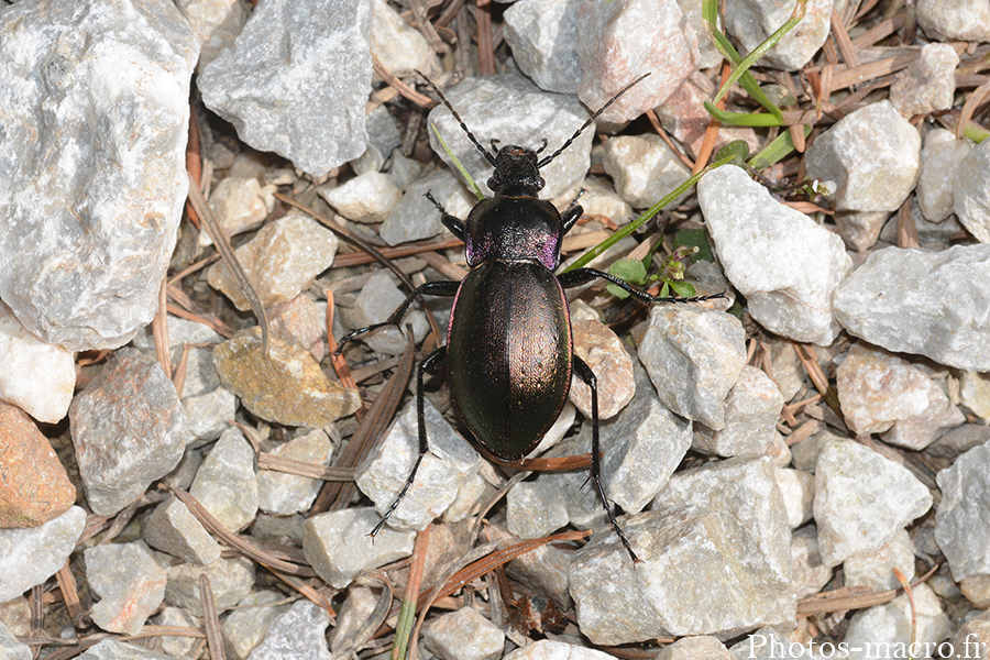 Carabus nemoralis