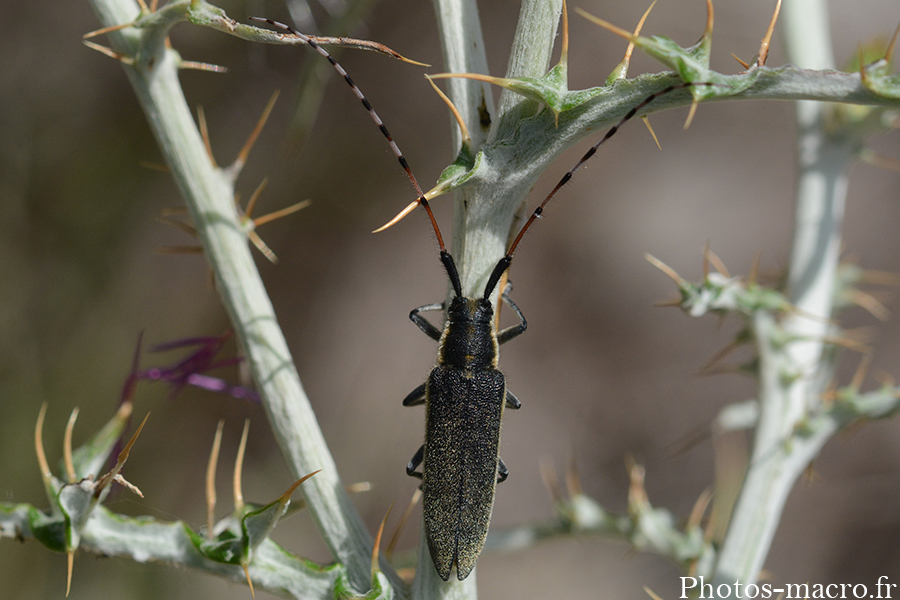 Agapanthia asphodeli