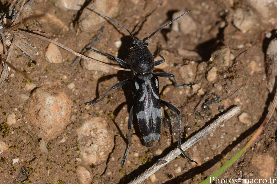 Chlorophorus figuratus